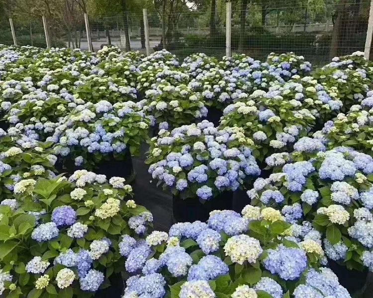 八仙花绣球价格  山东木绣球批发 庭院美化苗绣球