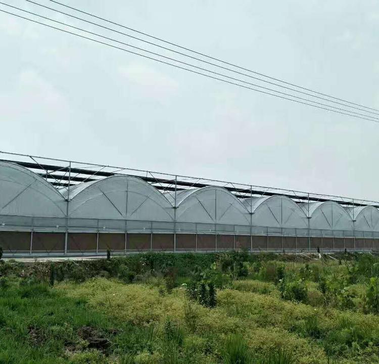 建造连栋薄膜温室大棚 连栋薄膜温室大棚工程 按需定制