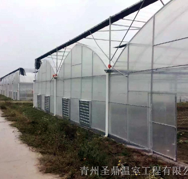 山东连栋薄膜温室 连栋薄膜温室报价 质量优良售后周到