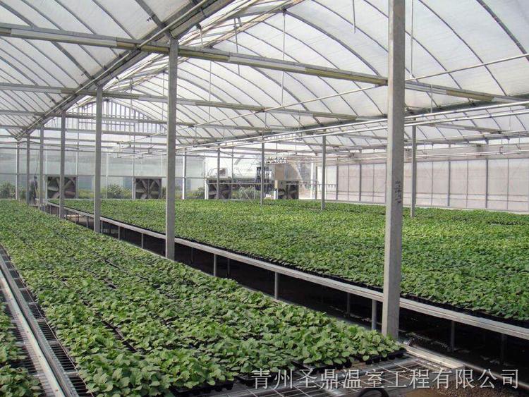 建造薄膜温室 薄膜温室工程 质量优良售后周到