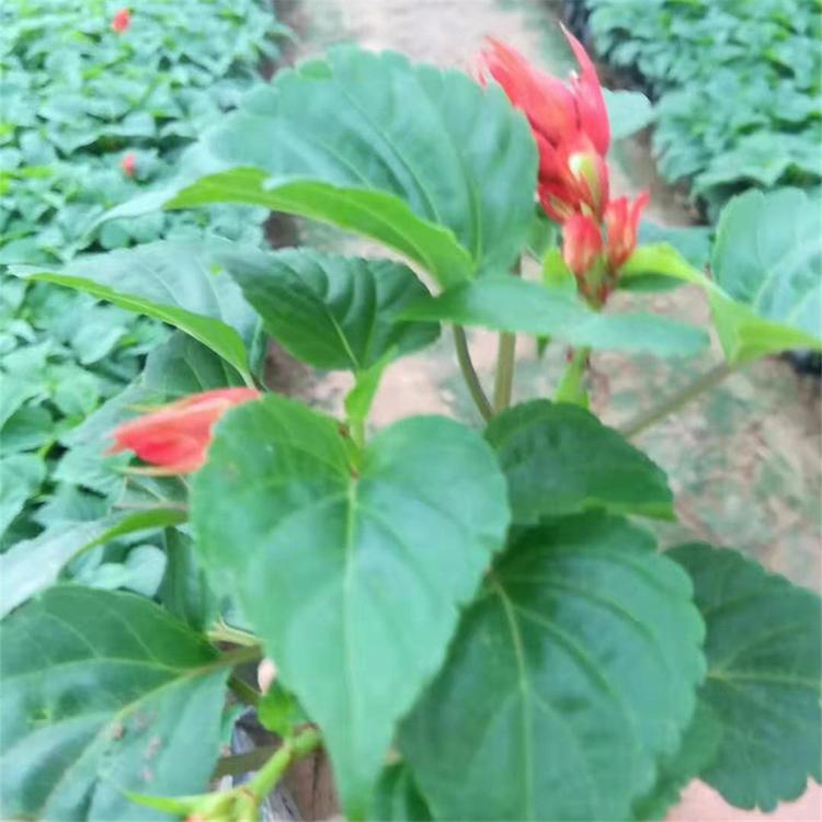 青州禹阳供应一串红 一串红批发商 基地种植一串红