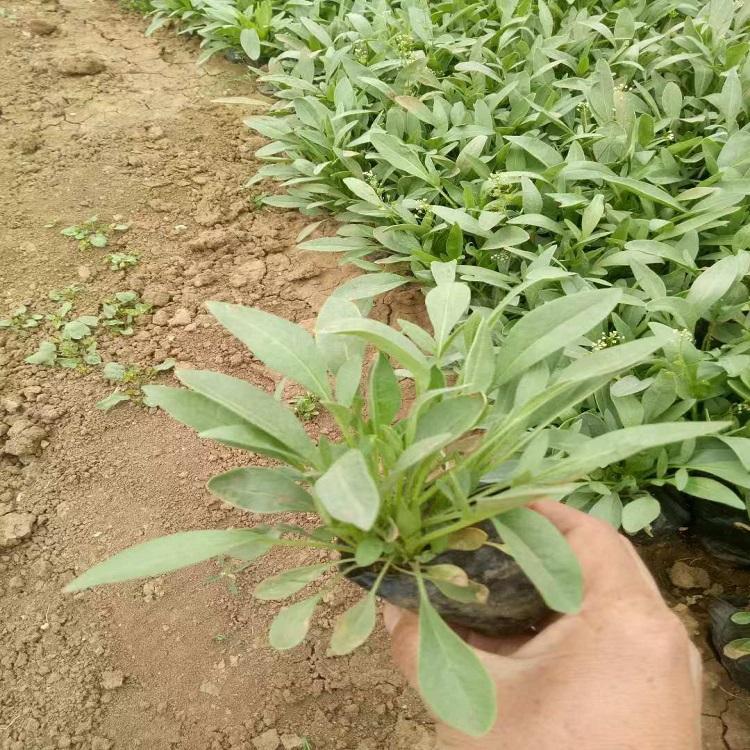 山东金鸡菊批发