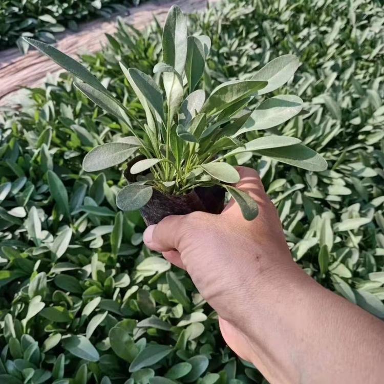 山东大花金鸡菊 大花金鸡菊价格