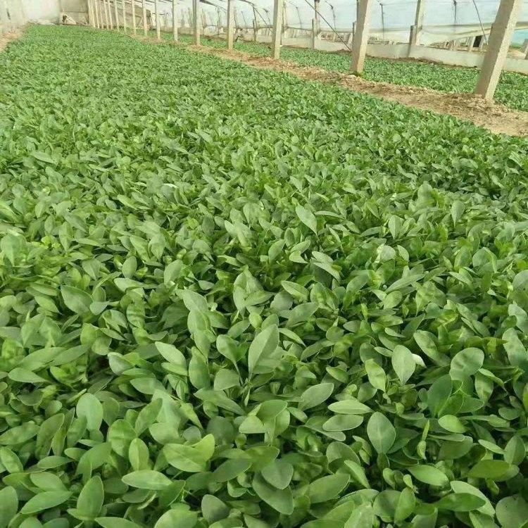 山东大花金鸡菊种植基地