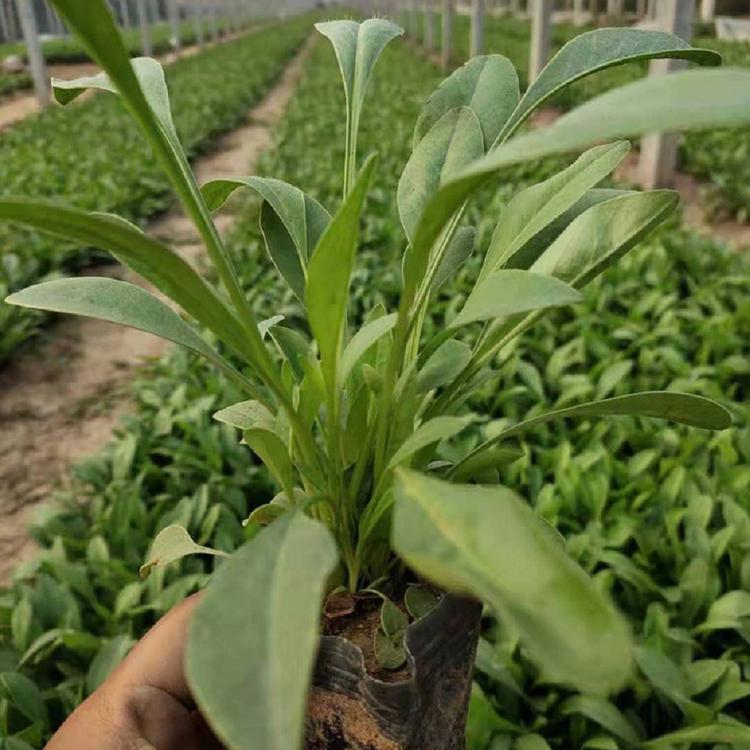 青州 大花金鸡菊 批发基地 大花金鸡菊