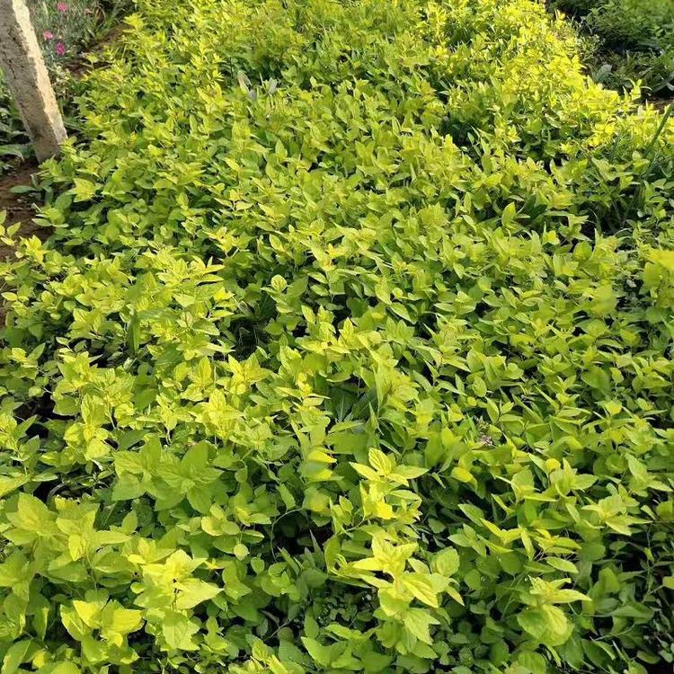 金山绣线菊供应商 金焰绣线菊 山东金焰绣线菊价格