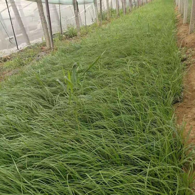 青绿苔草  青绿苔草价格  青绿苔草基地  青绿苔草批发