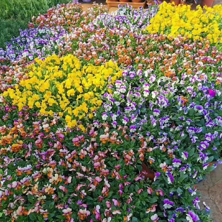 草花多彩角堇  青州角堇价格  角堇批发  角堇基地