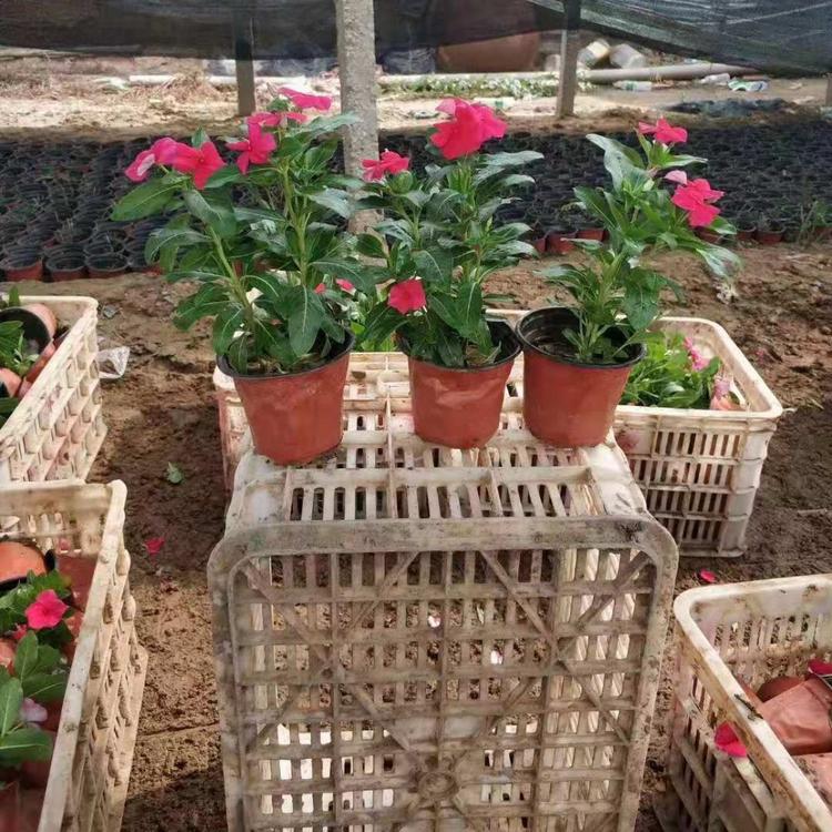 长春花  大型草花基地