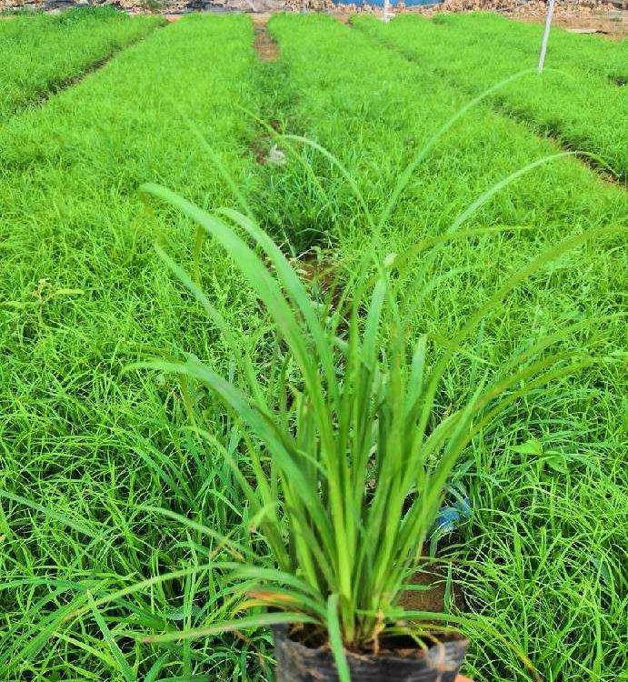 基地直销青绿苔草 青绿苔草价格  花卉批发 宿根批发价格