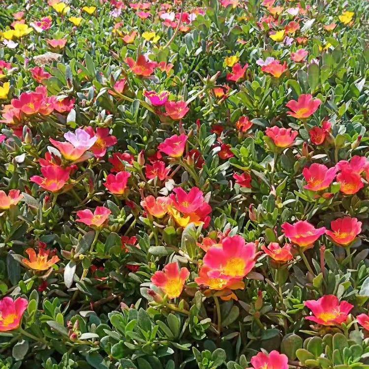太阳花价格  阳台美化太阳花批发  太阳花盆栽