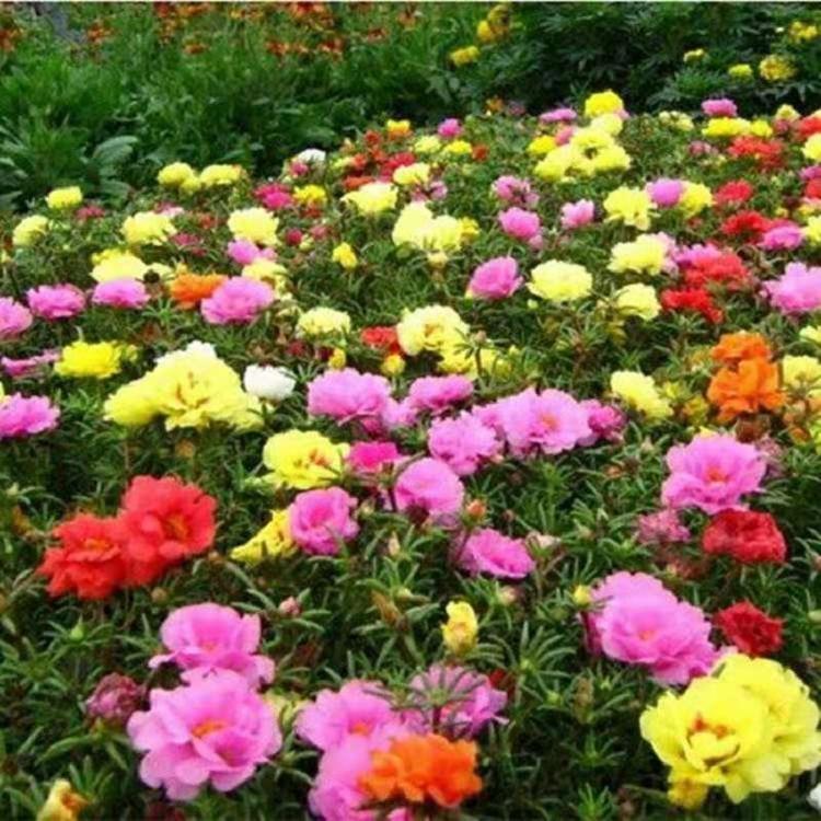 半枝莲价格  花坛半枝莲绿化苗批发  半枝莲供应商