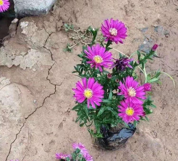 荷兰菊   荷兰菊小苗基地批发   荷兰菊基地
