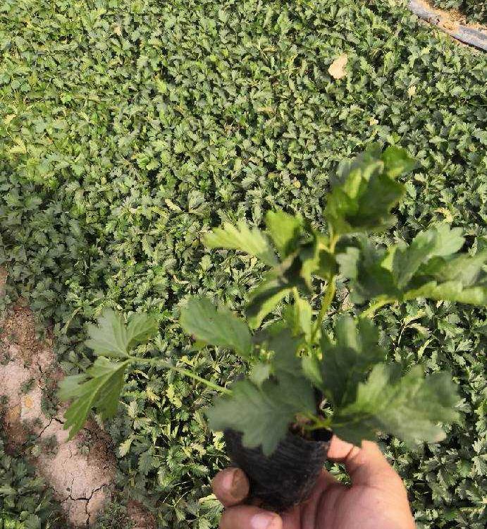 杯苗三叶委陵菜价格 三叶委陵菜价格 山东三叶委陵菜
