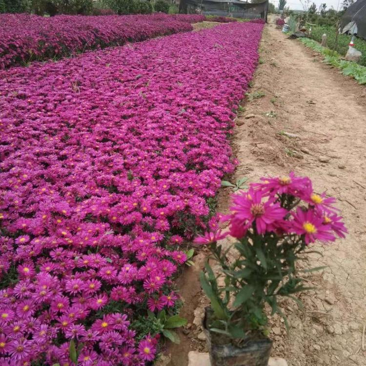 荷兰菊种植基地 荷兰菊价格 山东子锐花卉荷兰菊自产自销
