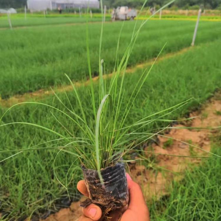 粉黛乱子草种植基地 粉黛乱子草价格 山东粉黛乱子草直供