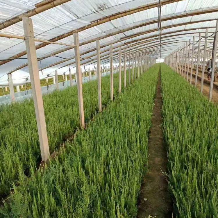 小龙柏种植基地直发 小龙柏价格 青州子锐花卉小龙柏报价