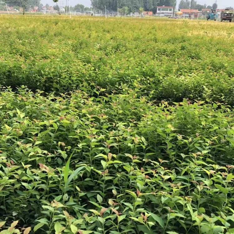 金焰绣线菊价格 金焰绣线菊种植基地 山东省基地自产自销