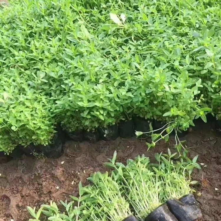 园林绿化植物 多年生草本 千屈菜小苗批发