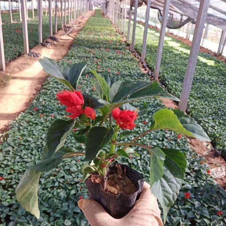一串红批发 一串红价格 花坛租摆用苗一串红