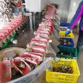 厂家直营红色托盘牡蛎分选机 好的分选机 尽在高精/售后有保障