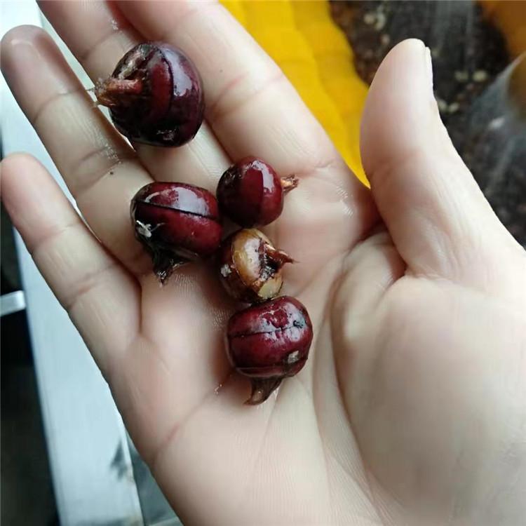 新品种小荸荠清洗机-果蔬高压清洗机-源头厂家-促销价格