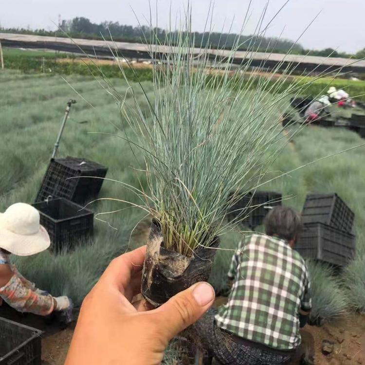 蓝羊茅种植基地 蓝羊茅价格 山东省蓝羊毛基地自产自销