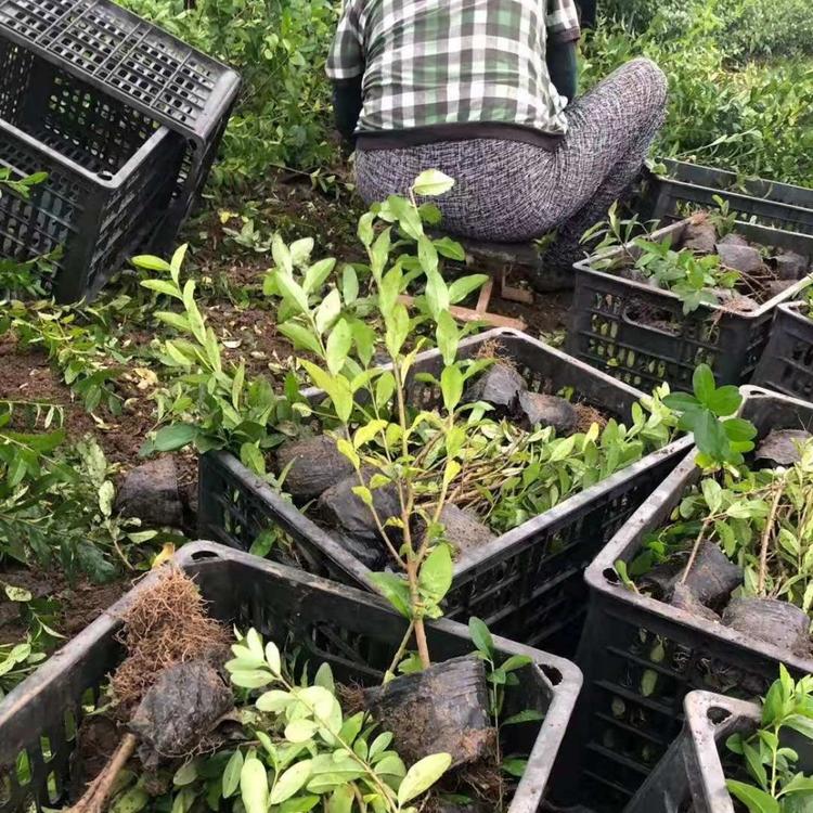 绿叶水蜡基地    绿叶水蜡价格   水蜡    子锐花卉绿叶水蜡报价 基地自产自销绿叶水蜡