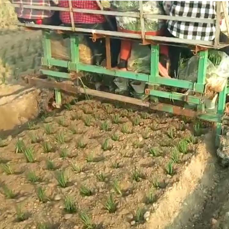 小香葱移栽机 华龙移栽机 移栽机报价 厂家现货出售