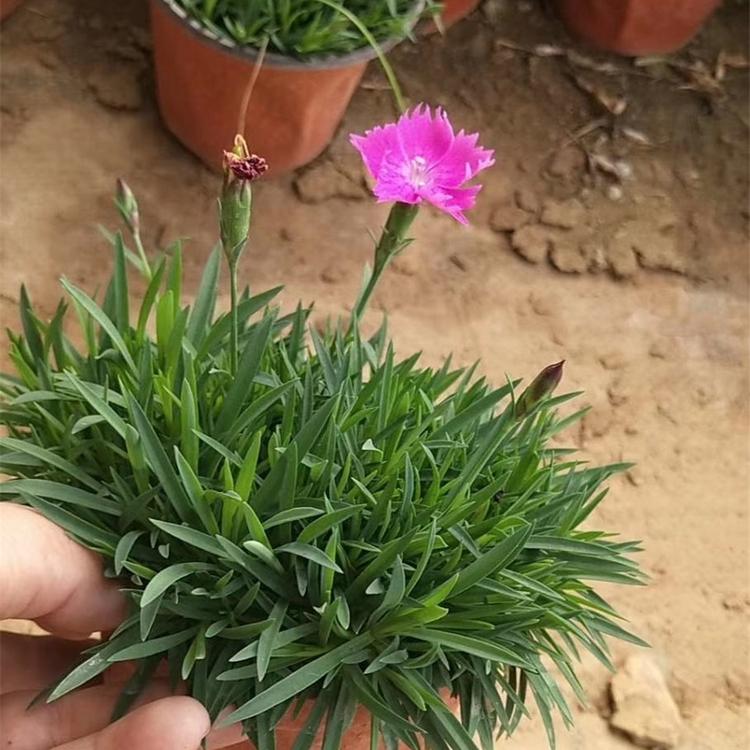 欧石竹供应 基地种植欧石竹 青州欧石竹批发商 鑫杰