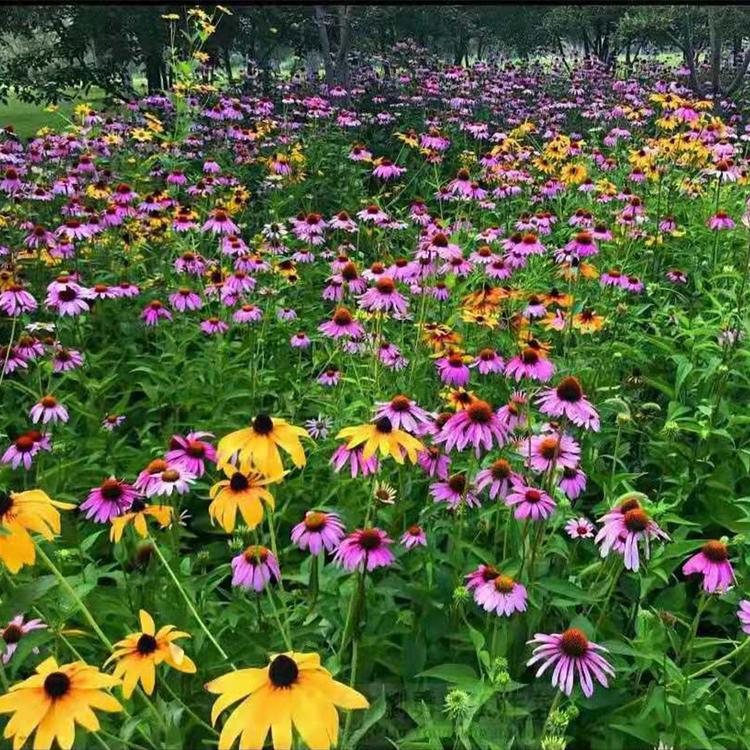 批发松果菊/松果菊/松果菊价格/松果菊基地