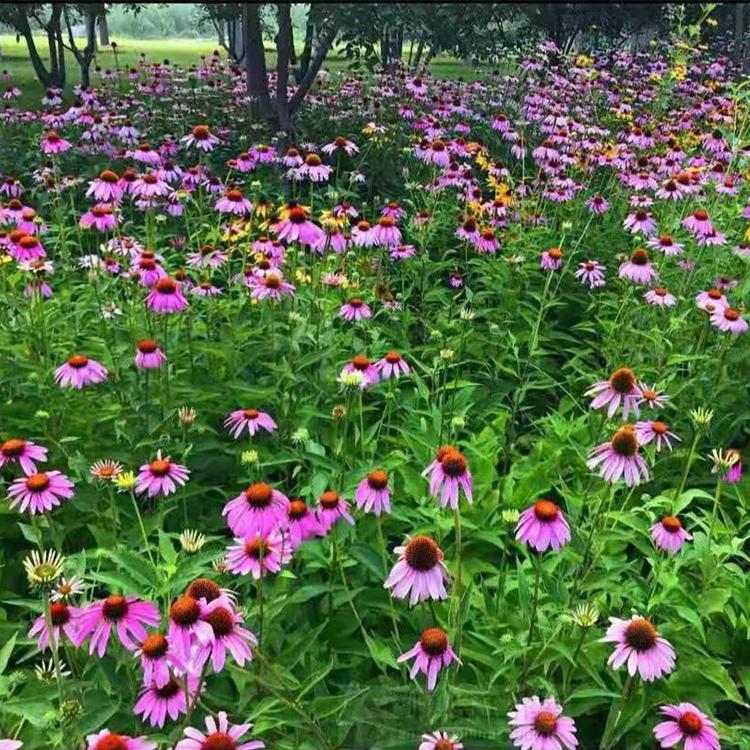 护坡绿化用松果菊 欣美 批发松果菊/松果菊价格/松果菊基地
