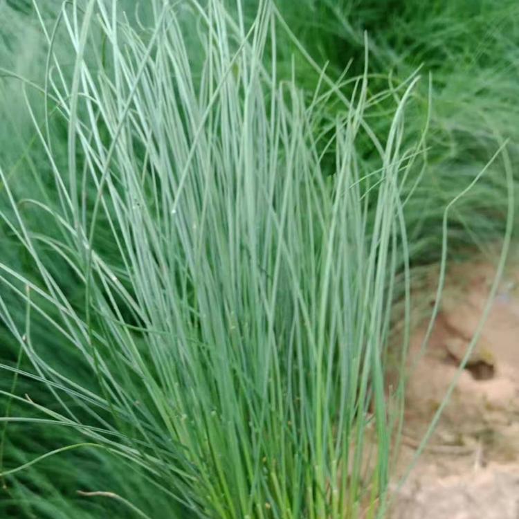 墨西哥羽毛草基地 细茎针茅价格 墨西哥羽毛草价格