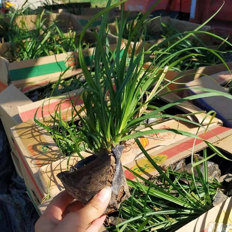 崂峪苔草  崂峪苔草基地  崂峪苔草价格