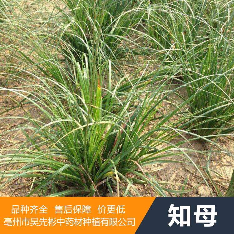 供应知母种苗 直销供应知母种子