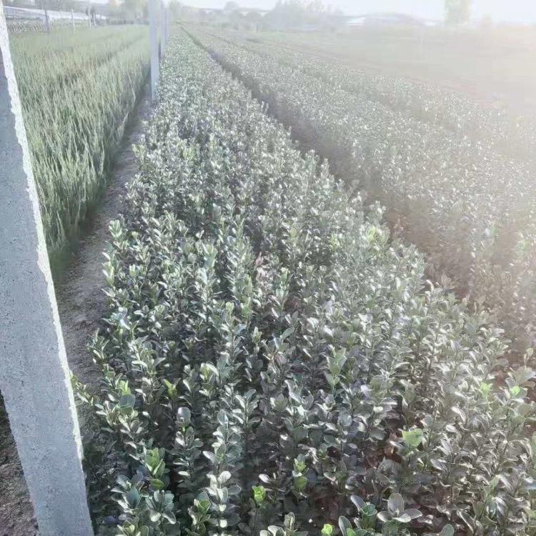 大量供应大叶黄杨大叶黄杨基地质量从优