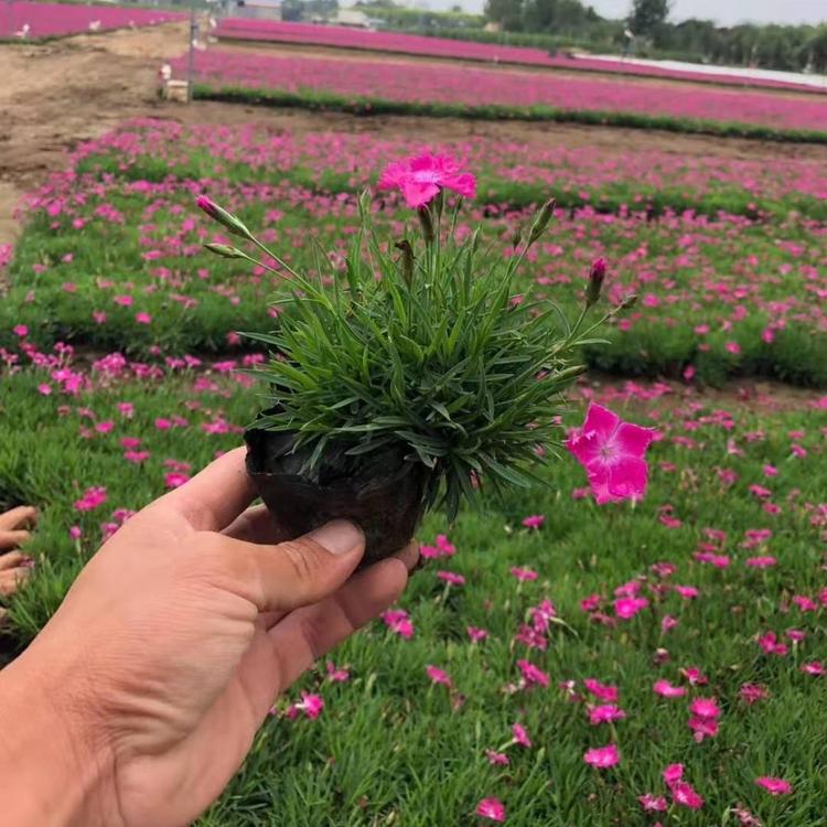 欧石竹种植基地 欧石竹价格 山东省营养钵欧石竹自产自销