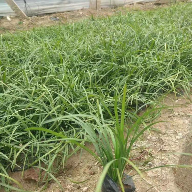 基地直销麦冬草 麦冬草价格 花卉批发 宿根批发价格  麦冬草报价