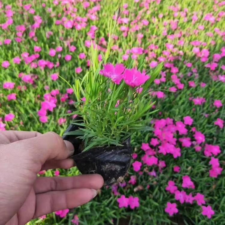 欧式竹   欧石竹小苗批发
