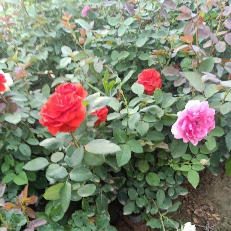 月季_多色月季价格_出售常年供应