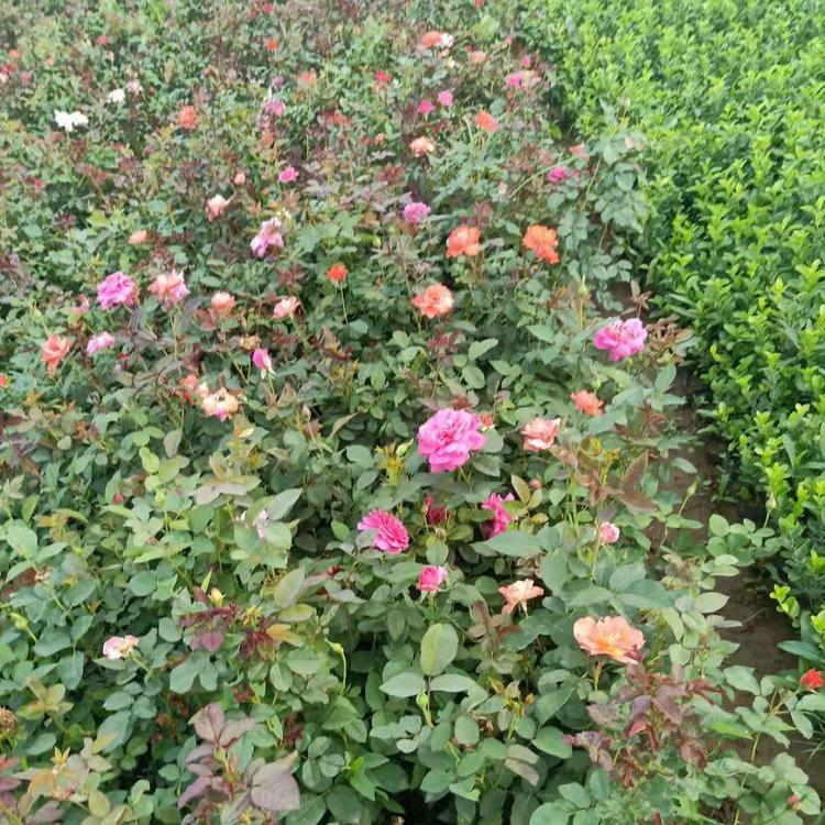 月季_多色月季培育基地_价格现货供应