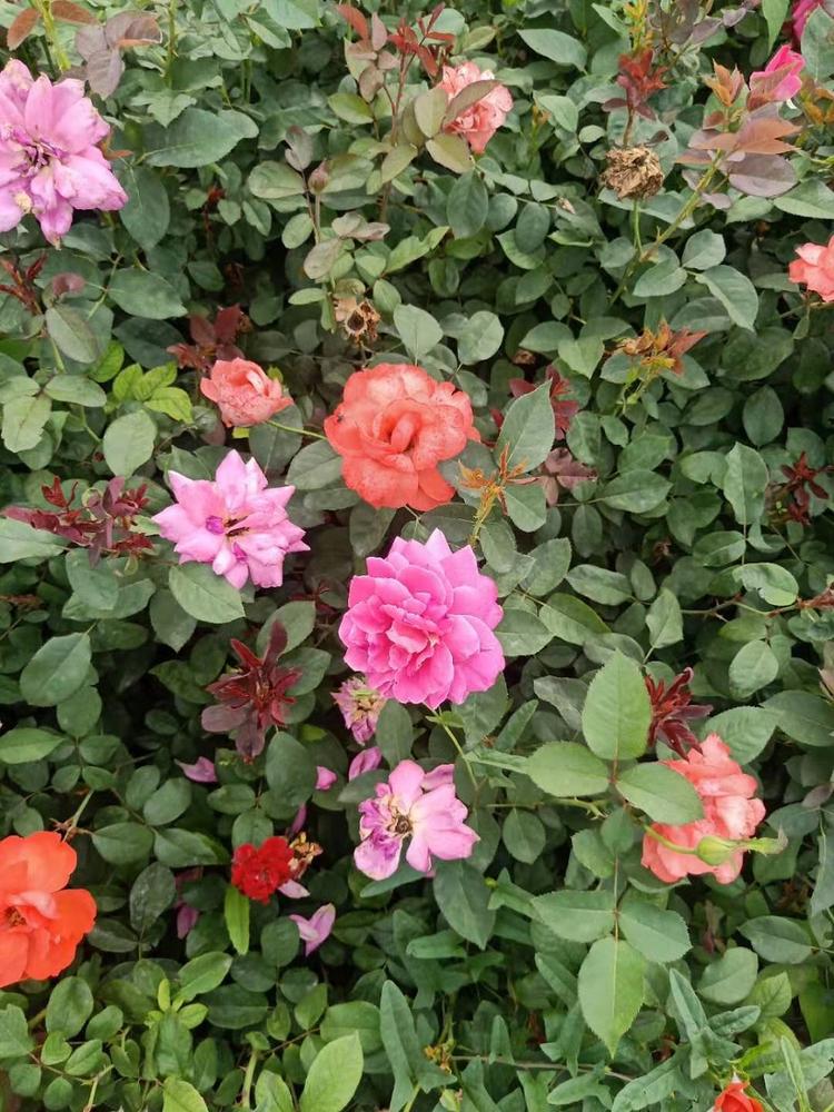 混色月季_月季花批发_种植基地大量批发