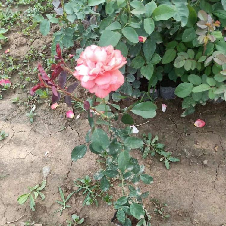 月季_多色月季批发_种植基地基地直销