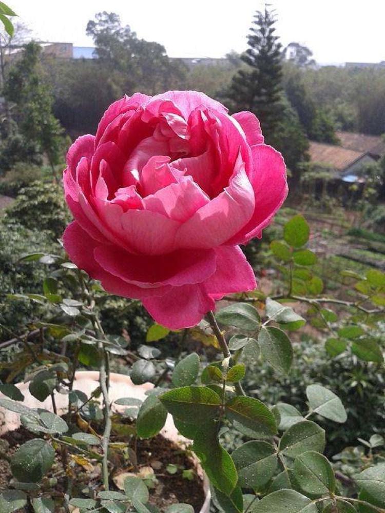 志民月季_多色月季批发_种植基地基地批发