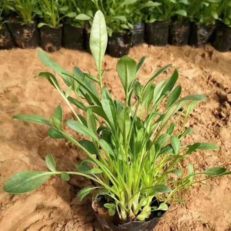 大花金鸡菊基地 大花金鸡菊价格  山东杯苗金鸡菊价格