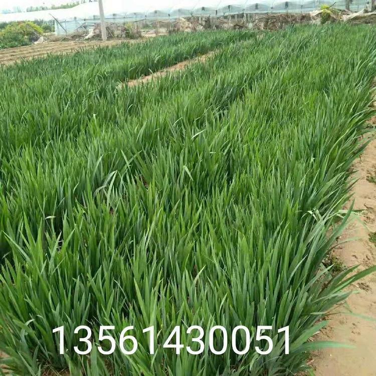 黄菖蒲价格  水生鸢尾批发  水生鸢尾种植基地  水生鸢尾供应商