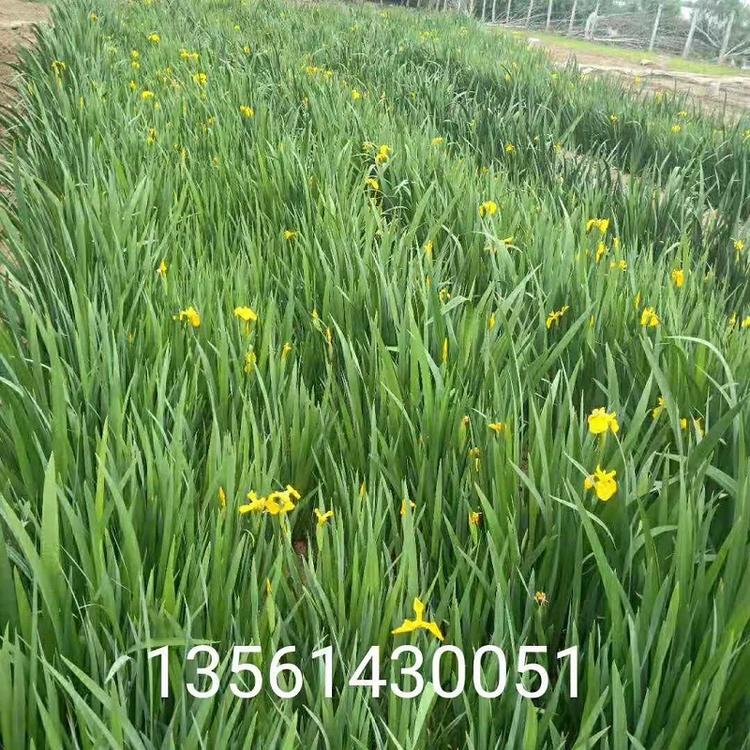 黄菖蒲  黄菖蒲批发价格  水生鸢尾批发基地  水生鸢尾