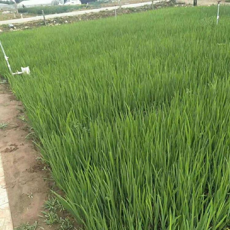 水生鸢尾  水生鸢尾价格  水生鸢尾种植基地  水生鸢尾批发
