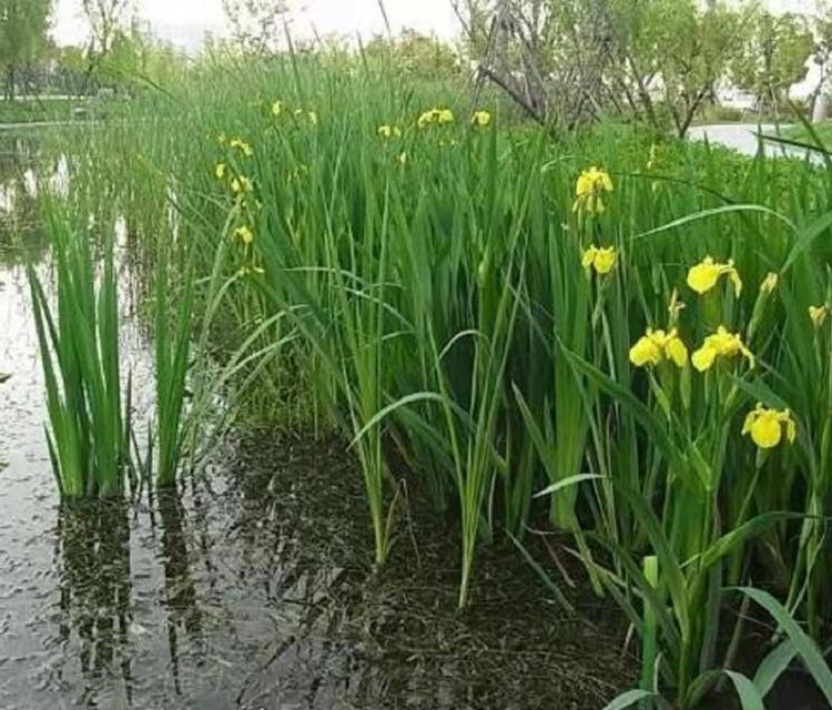 山东水生鸢尾  水生鸢尾基地  水生鸢尾价格  水生鸢尾批发
