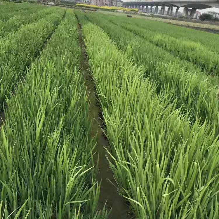 青州黄菖蒲批发商  供应水生鸢尾  青州草花水生鸢尾